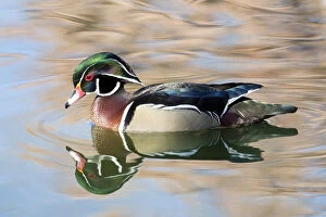 Images Dated 20th January 2016: Wood Duck Drake (Aix sponsa) on small pond in Botanical Garden in winter, Albuquerque, New Mexico