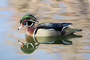 Wood Duck Drake (Aix sponsa) on small pond in Botanical Garden in winter, Albuquerque, New Mexico, USA