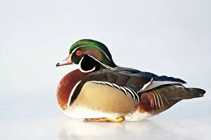 Images Dated 24th March 2011: Wood duck on ice
