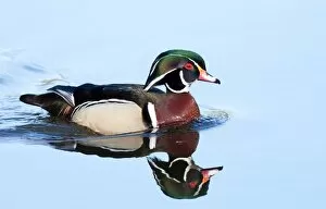 Images Dated 25th April 2010: Wood duck swimming