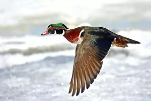 Images Dated 27th March 2011: Wood duck takes flight