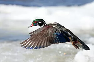 Wood duck takes flight