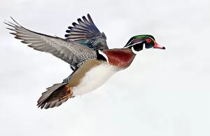 Images Dated 4th March 2014: Wood Duck takes flight