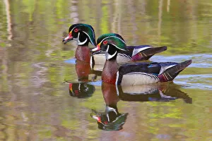 Images Dated 12th May 2012: Wood ducks
