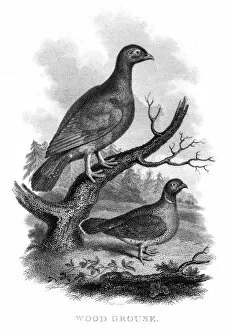 Images Dated 9th June 2015: Wood grouse engraving 1802
