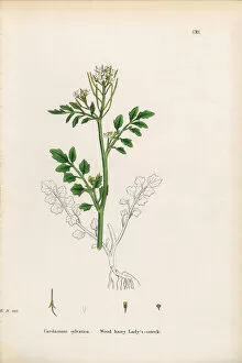 Images Dated 20th January 2017: Wood Hairy Ladyas Smock, Cardamine Sylvatica, Victorian Botanical Illustration, 1863