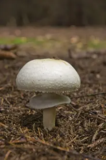 Basidiomycetes Prints: Wood Mushroom (Agaricus essettei)