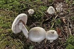Wood Mushroom -Agaricus silvicola-, Untergroeningen, Baden-Wuerttemberg, Germany, Europe