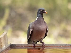 Images Dated 30th June 2016: Wood pigeon, ( Columba palumbus ), Bird columbiforme of the family Columbidae