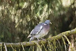 Wood Pigeon -Columba palumbus-, Bavaria, Germany
