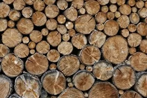 Support Collection: Wood pile