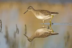 Images Dated 7th August 2014: Wood Sandpiper -Tringa glareola-, foraging, reflections, Middle Elbe nature reserve