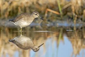 Images Dated 7th August 2014: Wood Sandpiper -Tringa glareola-, foraging, Middle Elbe nature reserve, Saxony-Anhalt, Germany