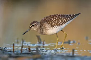 Images Dated 7th August 2014: Wood Sandpiper -Tringa glareola-, foraging, Middle Elbe nature reserve, Saxony-Anhalt, Germany