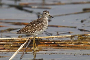 Images Dated 1st May 2013: Wood Sandpiper -Tringa glareola- standing on reeds in shallow water, Burgenland, Austria