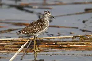 Oesterreich Prints: Wood Sandpiper -Tringa glareola- standing on reeds in shallow water, Burgenland, Austria