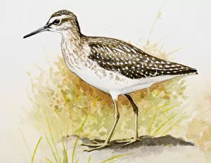Images Dated 27th June 2007: Wood sandpiper (Tringa glareola), standing, side view