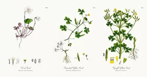 Images Dated 4th December 2017: Wood Sorrel, Oxalis Acetosella, Victorian Botanical Illustration, 1863