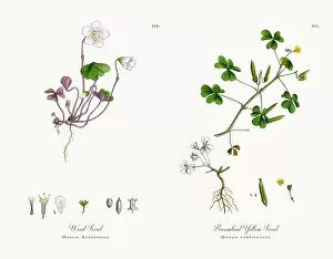 Images Dated 4th December 2017: Wood Sorrel, Oxalis Acetosella, Victorian Botanical Illustration, 1863