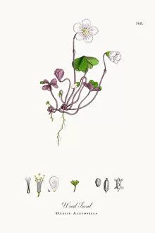 Images Dated 12th October 2017: Wood Sorrel, Oxalis Acetosella, Victorian Botanical Illustration, 1863