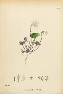 Images Dated 16th March 2017: Wood Sorrel, Oxalis Acetosella, Victorian Botanical Illustration, 1863