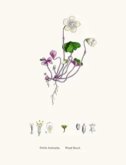 Wood sorrel plant