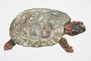 Reptiles Prints: Wood Turtle (Clemmys insculpta) with olive green carapace