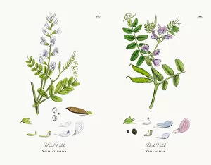 Images Dated 13th December 2017: Wood Vetch, Vicia sylvatica, Victorian Botanical Illustration, 1863