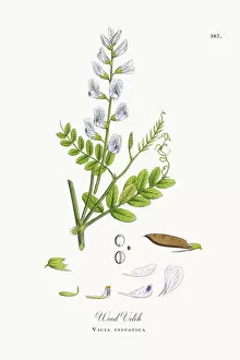 Images Dated 19th October 2017: Wood Vetch, Vicia sylvatica, Victorian Botanical Illustration, 1863