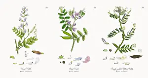 Locoweed Prints: Wood Vetch, Vicia sylvatica, Victorian Botanical Illustration, 1863
