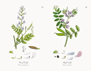 Wood Vetch, Vicia sylvatica, Victorian Botanical Illustration, 1863