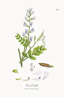 Locoweed Prints: Wood Vetch, Vicia sylvatica, Victorian Botanical Illustration, 1863