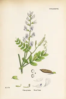 Locoweed Prints: Wood Vetch, Vicia sylvatica, Victorian Botanical Illustration, 1863