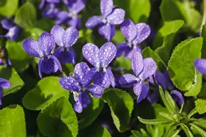 Olfactory Prints: Wood Violet, Sweet Violet or Garden Violet -Viola odorata-, flowering, Germany