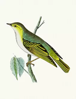 Yellow Gallery: Wood warbler bird