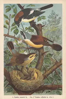 Woodchat shrike and Red-backed shrike, chromolithograph, published in 1896