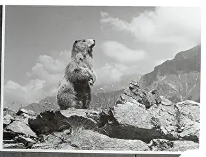 Groundhog Prints: Woodchuck Scenting Danger