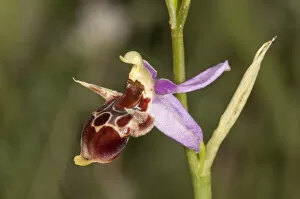 Images Dated 20th May 2013: Woodcock Bee-orchid -Ophrys scolopax ssp. cornuta-, single flower, Macedonia, Greece