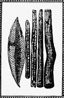 Stick Prints: Woodcut Of Cinnamon Sticks & Leaf