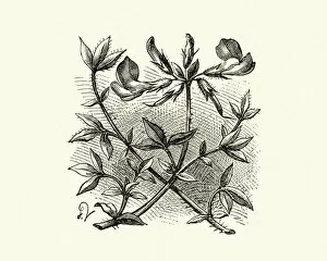 Images Dated 20th August 2019: Woodcut engraving of Bird s-foot trefoil
