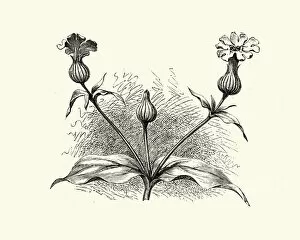 Images Dated 20th August 2019: Woodcut engraving of White campion, Silene latifolia
