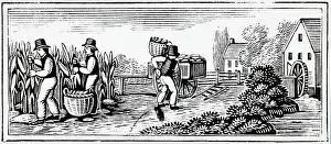 Farmer Prints: Woodcut Of Farmers Harvesting Crops
