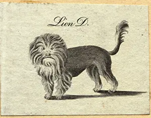 Woodcut of Lion