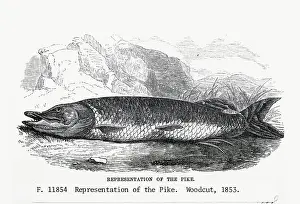 Pike Prints: Woodcut Of The Pike, A Freshwater Fish