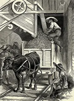 Woodcut of Plantation Workers with Ox