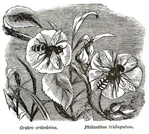 woodcut of slender bodied digger wasp, Crabro cribrarius, and European beewolf, Philanthus triangulum