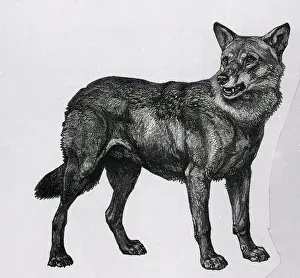 Wolf Prints: Woodcut Of Wolf Full Length