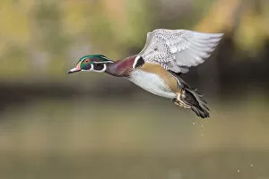 Images Dated 16th November 2014: Woodduck Drake