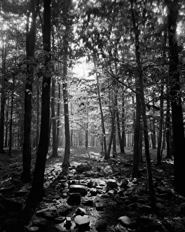 Shining Prints: Wooded area