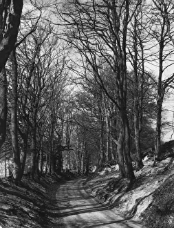 Natural World Collection: Wooded Lane